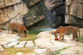 澳大利亚驯兽师遭老虎袭击受伤图片