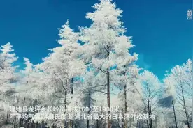 湖北建始：长岭岗雪松美如画图片