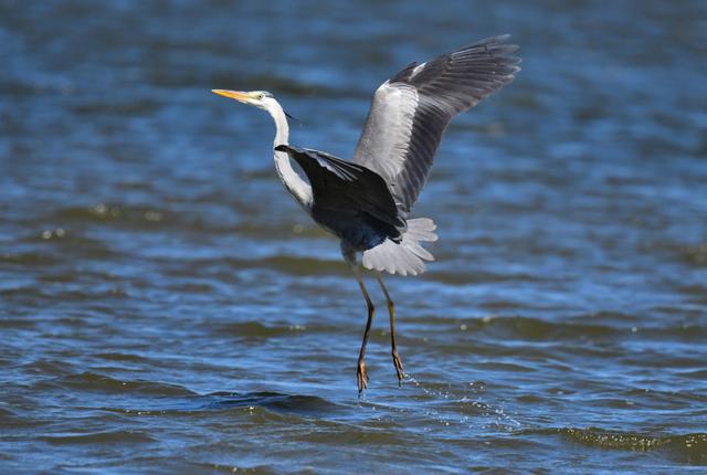 写点生活｜湘湖鹭影
