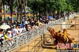 湖北武汉：国庆假期动物园里游客爆棚图片