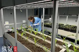 探访河北瞪羚企业④丨在这里，种子可以“量身定制”图片