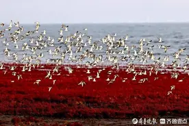 秋到营口观“鸟浪”图片