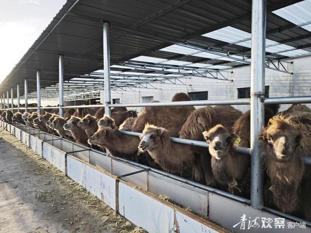 文化中国行丨驼铃回荡忆往昔 红色产业谱新篇