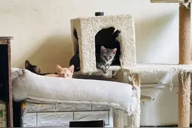 治理流浪猫，真如居民有爱又有效图片