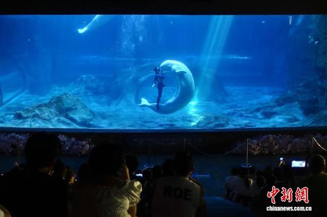浙江杭州：暑假临近尾声 海洋馆热度不减