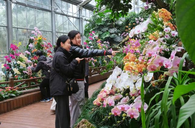 武汉植物园蜡梅盛放梅花初绽，赏花正当时