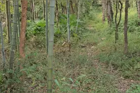 湖南邵阳女子为弟追凶24年，曾在山头蹲守嫌犯行踪，记者实地探访图片