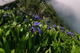 玉簪花云海“四季无休”：一个小县的全域旅游样本图片