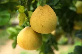 吃柚子有2个禁忌，一个伤肠胃、一个毁肝肾！太多人吃错，把“养生果”吃成“害人果”图片