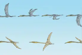 美媒：最新化石研究证明，部分种类大型翼龙也能振翅飞翔图片