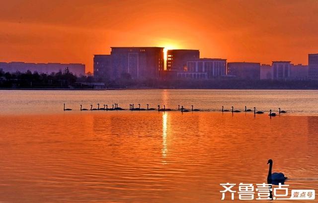北龙湖湿地公园天鹅遇上橘色朝霞