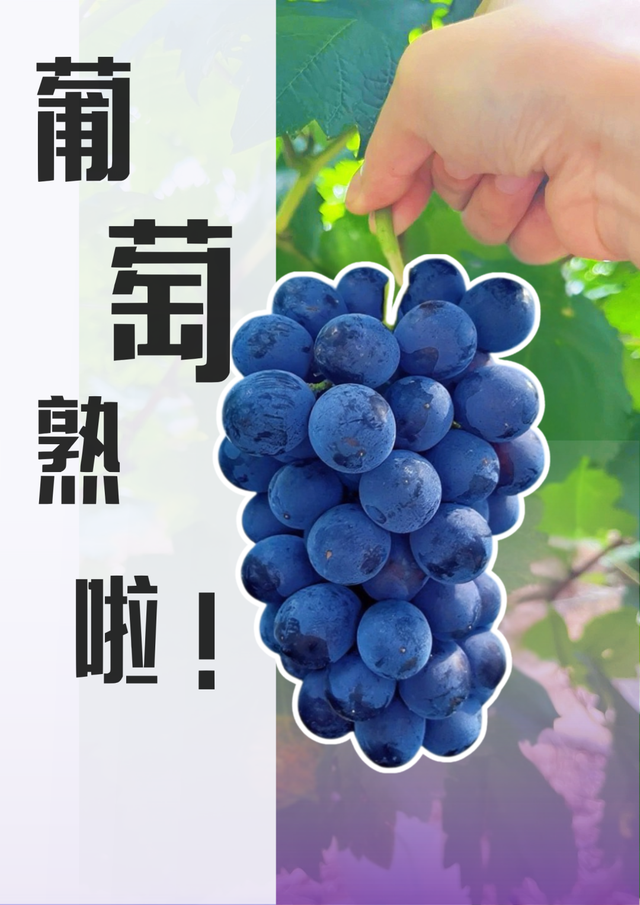 修武初秋采摘 | 葡萄甜、蟠桃香，抓住夏天的尾巴！