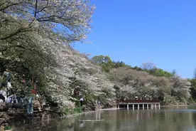 省植物园：郁金香、染井吉野樱已进入末花期！图片
