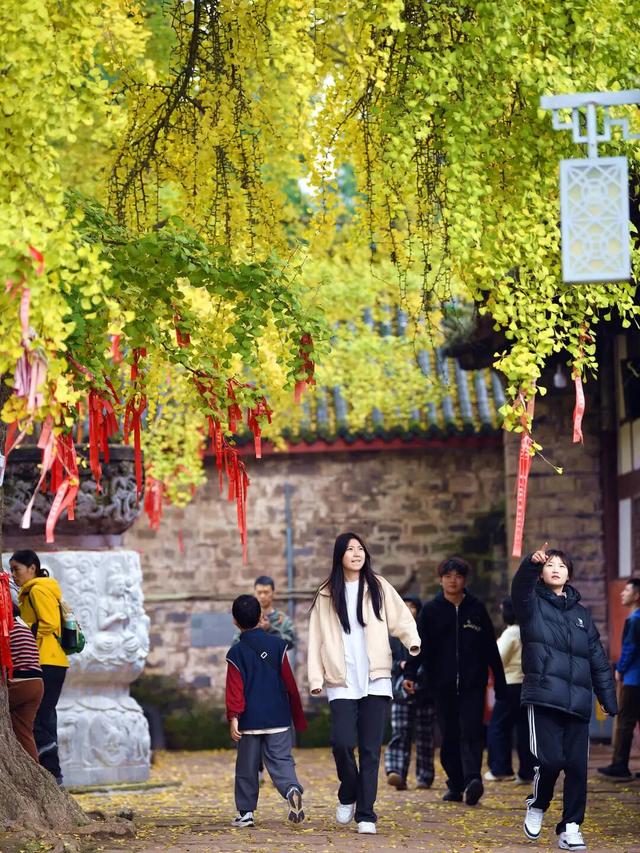 实拍！超美！成都这里的银杏黄了