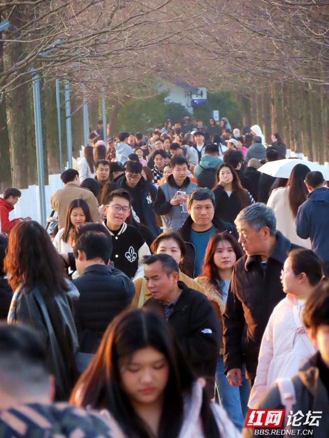 当冬日金光洒满年嘉湖，便是长沙最动人的模样