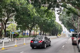 东莞市民称行道树茂盛，影响道路采光，城管部门行动了图片