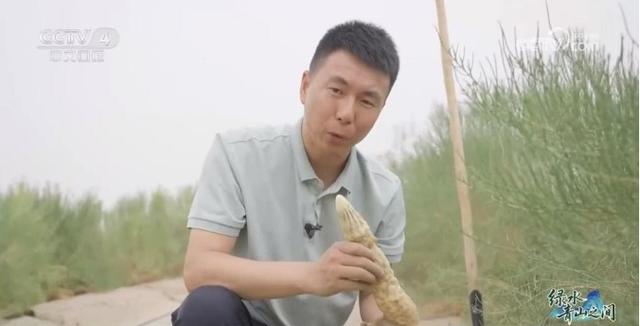 中国治沙开挂：光伏锁沙 苜蓿生金