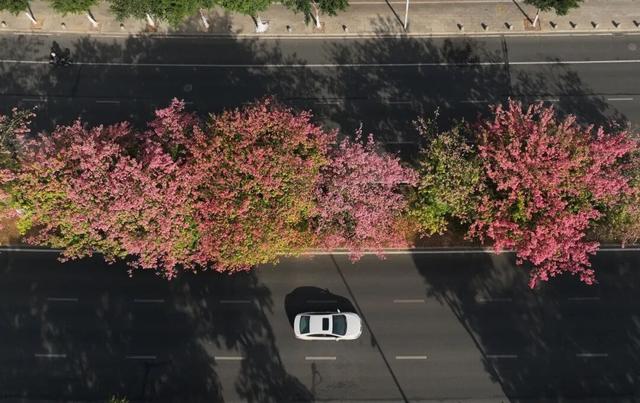 新晋打卡点！泉州市区这些限定“花海”全都美翻了……
