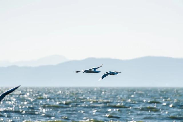 都是小众打卡点！在这些地方看海鸥，景美鸥多还诗意满满~