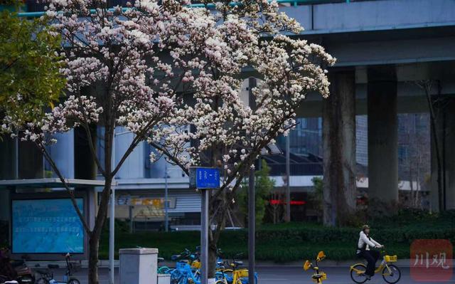 C视觉｜满树繁花映红墙 武侯祠春意正浓