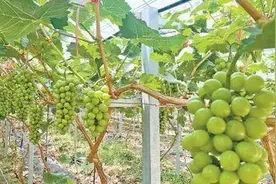 山东东营：盐碱地上种葡萄，底气从哪里来？图片