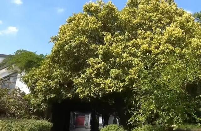 欢聚吴江· “香”遇桂花季丨上线了！吴江赏桂地图！