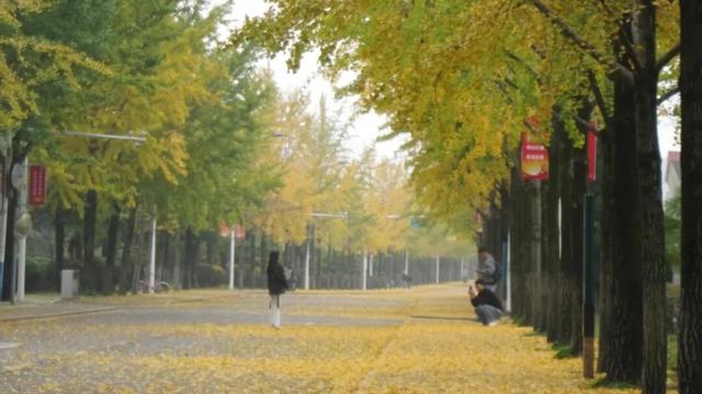 银杏大道迎来最佳观赏季