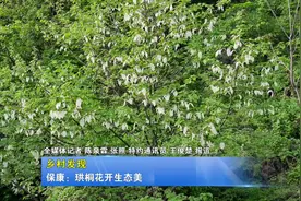 保康：珙桐盛开花满树图片