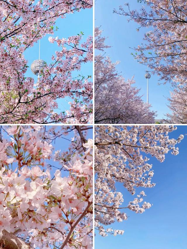惊艳整个春天，河南樱花地图上新！
