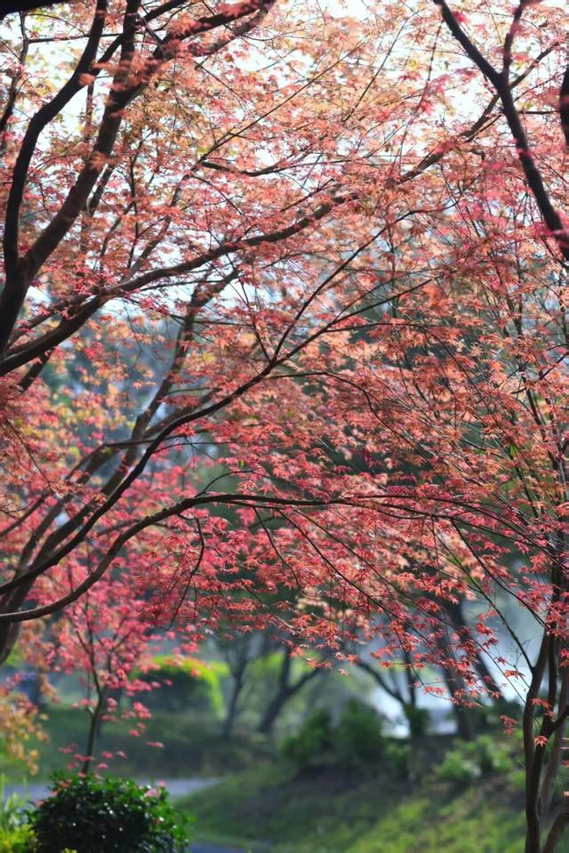 荆州风景地图：从古城墙到浅山，解锁5处限定美色