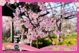 邂逅春日浪漫，开启人生“花”路，浪漫“樱花跑”再次开启~图片