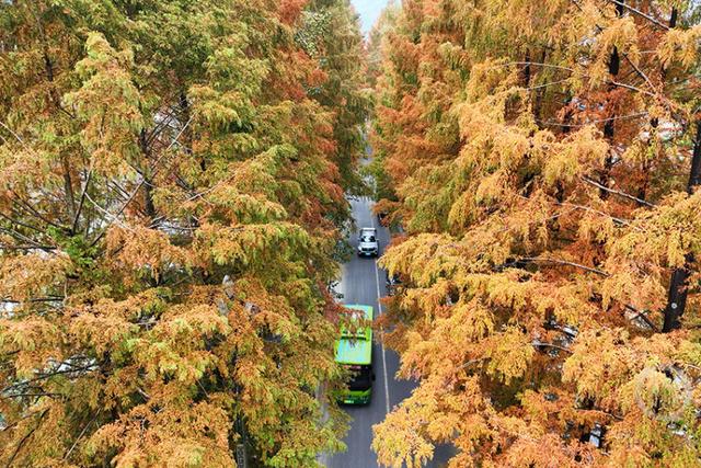 国道319线层林尽染绘就绝美 “公路画廊”