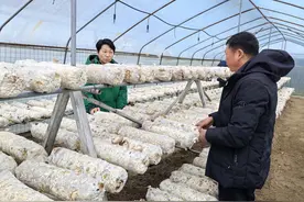 三级联动 河南优特产业支撑计划食用菌专项开展百日春管行动图片