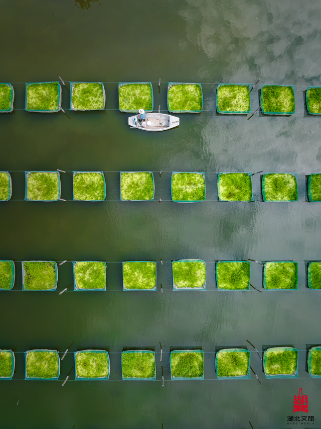 宝藏仙桃，太“鲜”啦！（采风招募）