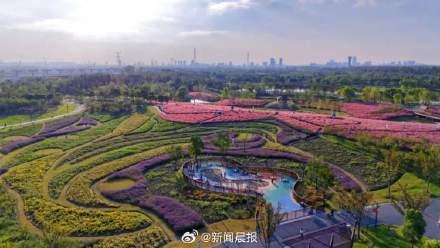 上海粉黛乱子草上妆了 气温较高观赏期推迟了一周左右