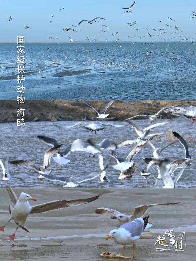 10月秋景顶流旅游地，摄影师盛赞的“北疆一绝”，7日换7色。看纪录片《西拉沐沦》赏赤峰秋色