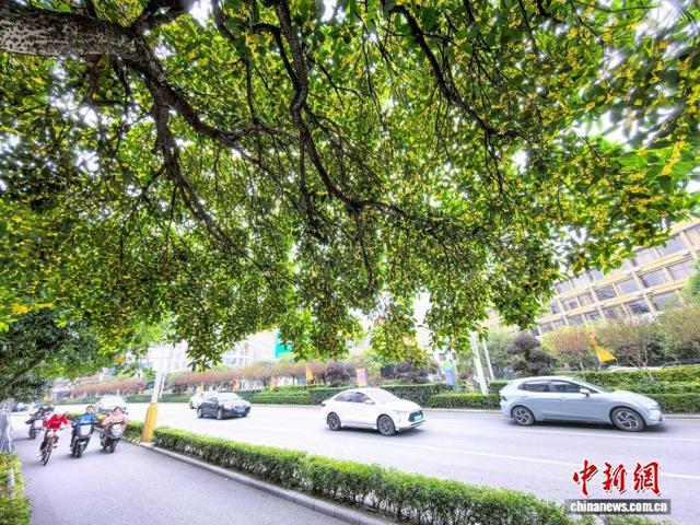 桂花香满桂林城