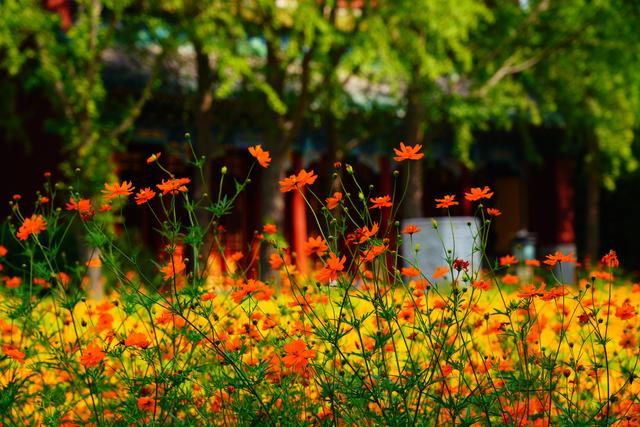 北海公园万佛楼景区硫化菊花海进入最佳观赏期