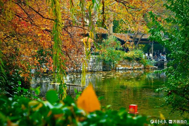 五龙潭公园里水杉林里，“跳”进来两只银杏鹿