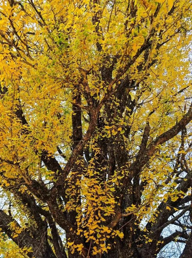 一树鎏金一树诗，铅山这3个绝美银杏打卡地惊艳整个秋天！