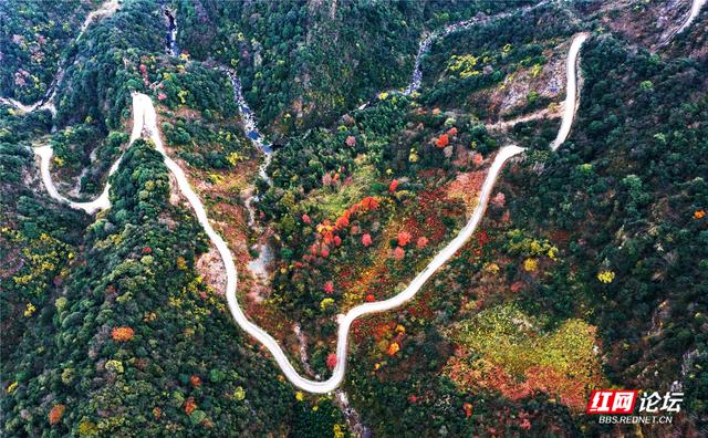 从“十八拐”到齐眉界，一条森林公园里的红色风景线