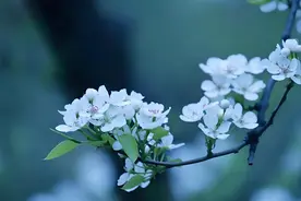 非虚构写作|清明时节的村庄图片