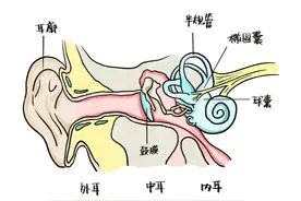 健康呱呱乐｜坐后排→晕、看手机→晕……晕车人如何自救图片
