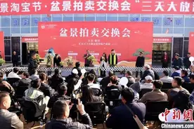 超百万盆创意盆景汇聚江苏新沂盆景贸易发展大会图片