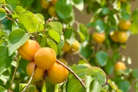 香甜浓郁！青岛即将大量上市 预计仅持续一个月→图片