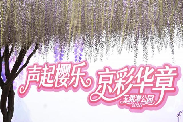 又是一年紫藤如瀑，玉渊潭公园许你“一帘幽梦”