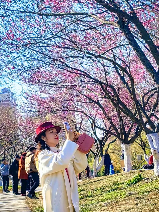 粉色花海免费赏！武汉“梅花坡”提前一个月绽放