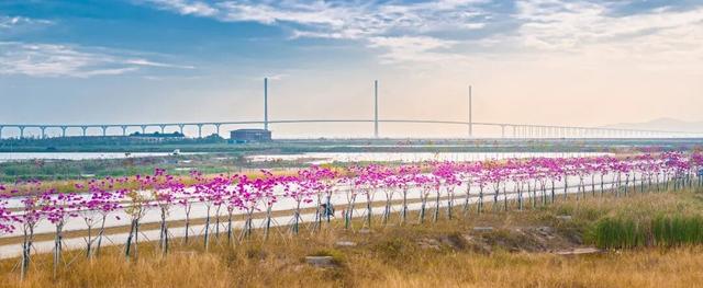 美到上央视！珠海超大花海，开好了！