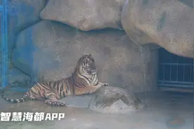 老虎也泡上了凉水澡！炎炎夏日，泉州动物园的它们消暑有“方”图片