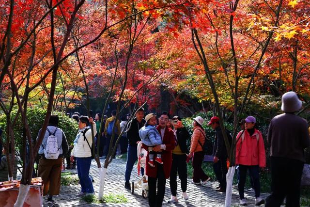栖霞山人气爆棚，红叶超长待机！@友友们，错峰更有乐趣哦~